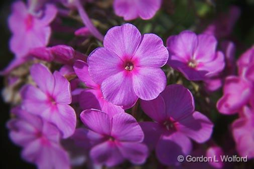 Pink Phlox_08031.jpg - Photographed near Carleton Place, Ontario, Canada.